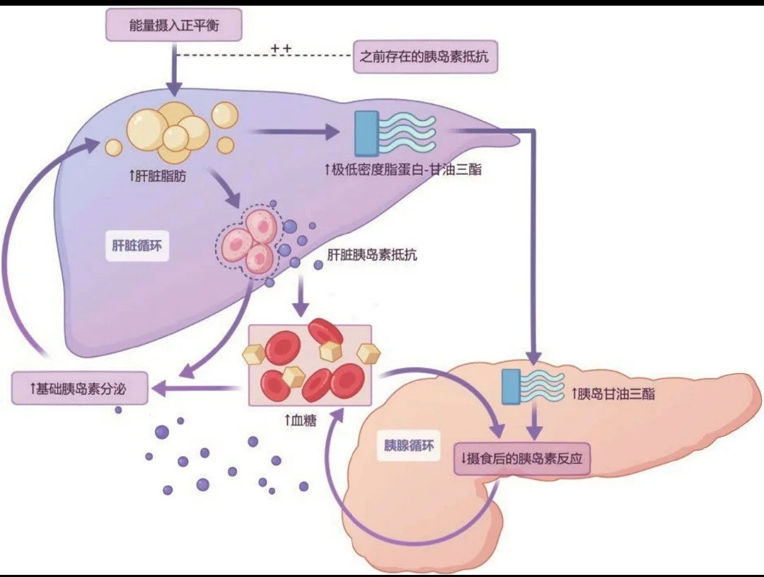 脂肪肝為什么會(huì)導(dǎo)致胰島素抵抗？_1_健康喵喵_來(lái)自小紅書(shū)網(wǎng)頁(yè)版.jpg